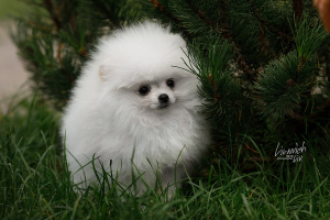 Photo №2 to announcement № 4104 for the sale of pomeranian - buy in Russian Federation from nursery, breeder
