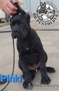 Additional photos: Cane Corso puppies