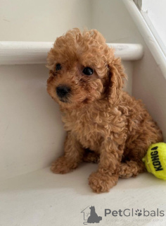 Photo №1. poodle (toy) - for sale in the city of Гамбург | negotiated | Announcement № 144430