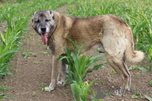 Additional photos: Kangal puppies