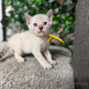 Photo №2 to announcement № 152718 for the sale of bengal cat - buy in Switzerland private announcement