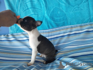 Additional photos: Boston Terrier