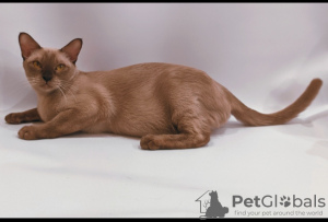 Photo №3. Burmese cat for breeding. Russian Federation