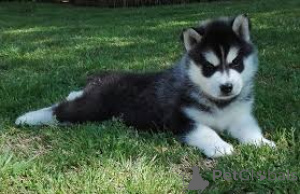 Photo №3. Chiots Husky de Sibérie prêts à rejoindre leurs nouvelles familles. France