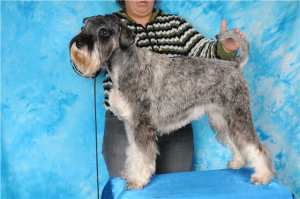 Photo №1. standard schnauzer - for sale in the city of Kharkov | Negotiated | Announcement № 3213