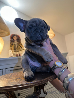 Photo №2 to announcement № 160897 for the sale of french bulldog - buy in Austria private announcement