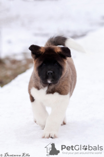 Photo №4. I will sell american akita in the city of Grodno. breeder - price - negotiated