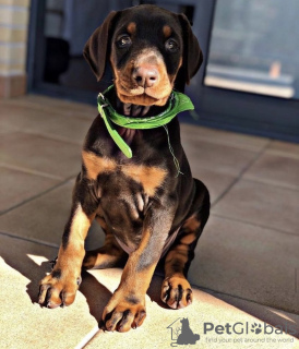 Photo №2 to announcement № 98338 for the sale of dobermann - buy in Germany private announcement, from nursery, from the shelter, breeder