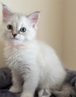 Photo №1. siberian cat - for sale in the city of DESUU-ROXLAU | 329$ | Announcement № 153370