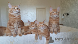 Photo №1. maine coon - for sale in the city of Афины | 1057$ | Announcement № 120076