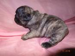 Photo №1. french bulldog - for sale in the city of Minsk | 332$ | Announcement № 337