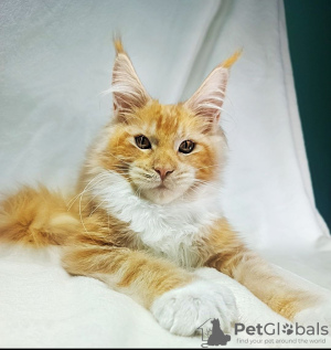 Photo №1. maine coon - for sale in the city of Москва | 781$ | Announcement № 102211
