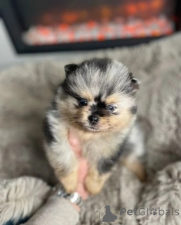 Photo №1. pomeranian - for sale in the city of Зальцбург | 268$ | Announcement № 143773