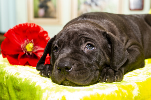 Photo №1. cane corso - for sale in the city of Dnipro | negotiated | Announcement № 2416