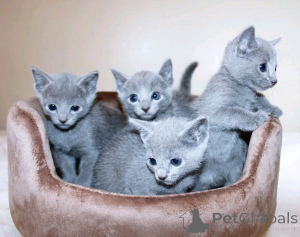 Photo №1. russian blue - for sale in the city of Alajärvi | Is free | Announcement № 161956