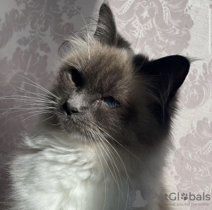 Photo №4. I will sell ragdoll in the city of Гамбург. private announcement, breeder - price - 528$