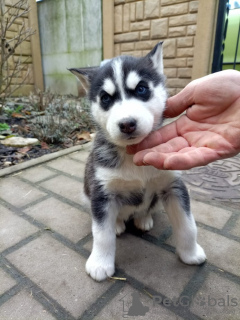 Photo №1. siberian husky - for sale in the city of Lahti | Is free | Announcement № 98991