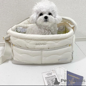 Photo №1. bichon frise - for sale in the city of Graz | negotiated | Announcement № 97807