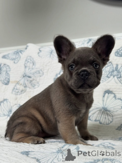Photo №1. french bulldog - for sale in the city of Pardubitsa | negotiated | Announcement № 156452