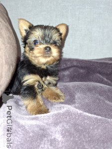 Photo №3. Girl and Boy Yorkshire Terrier. . Lithuania