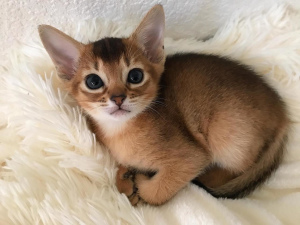 Photo №1. abyssinian cat - for sale in the city of Moscow | 246$ | Announcement № 2103