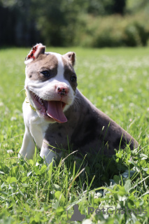 Photo №2 to announcement № 147528 for the sale of american bully - buy in Russian Federation from nursery