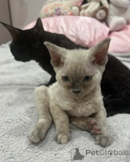 Photo №4. I will sell devon rex in the city of Berlin. breeder - price - 774$