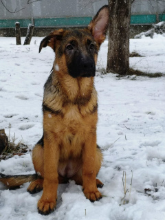 Photo №4. I will sell german shepherd in the city of Shakhty. breeder - price - 389$