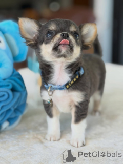 Photo №3. Chihuahua Puppy Available for Adoption . Czech Republic