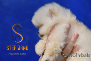 Photo №2 to announcement № 141946 for the sale of pomeranian - buy in Serbia breeder