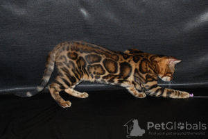 Photo №1. bengal cat - for sale in the city of Москва | 586$ | Announcement № 81429