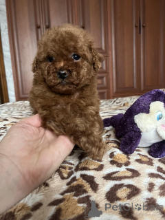 Photo №4. I will sell poodle (toy) in the city of Kiev. private announcement, from nursery, breeder - price - 826$