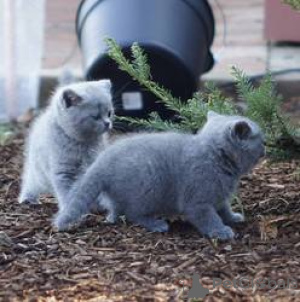 Photo №1. british shorthair - for sale in the city of Arnsberg | 310$ | Announcement № 155677
