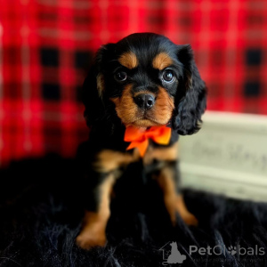 Photo №1. cavalier king charles spaniel - for sale in the city of Dalarna | negotiated | Announcement № 155575