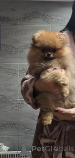 Photo №2 to announcement № 159060 for the sale of pomeranian - buy in Serbia 