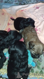 Additional photos: Tibetan Terrier puppies