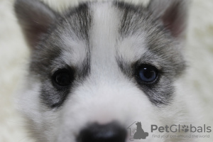 Additional photos: Siberian Husky puppies