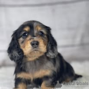 Photo №1. dachshund - for sale in the city of Exeter | 700$ | Announcement № 164194