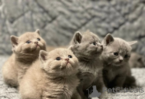 Photo №1. british shorthair - for sale in the city of Oslo | Is free | Announcement № 127200