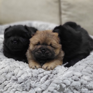 Photo №4. I will sell chow chow in the city of Belgrade. breeder - price - negotiated