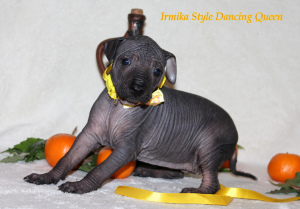Photo №2 to announcement № 1853 for the sale of mexican hairless dog - buy in Russian Federation from nursery
