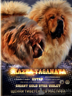 Photo №1. tibetan mastiff - for sale in the city of Zlatoust | negotiated | Announcement № 9505