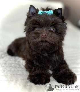 Photo №1. yorkshire terrier - for sale in the city of Los Angeles | negotiated | Announcement № 25459