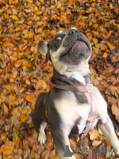 Photo №3. Bold, brave, and bursting with personality Brunos got that classic Frenchie. Luxembourg