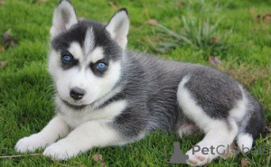 Photo №1. siberian husky - for sale in the city of Heinävesi | negotiated | Announcement № 173984