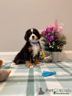 Photo №4. I will sell bernese mountain dog in the city of Braunschweig. private announcement, breeder - price - 1032$