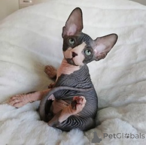 Photo №1. sphynx cat - for sale in the city of Gheent | Is free | Announcement № 154164