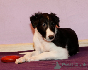 Additional photos: Russian Greyhound puppies