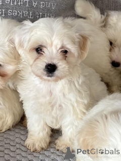 Photo №1. maltipu - for sale in the city of Esens | 847$ | Announcement № 149568