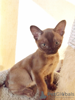 Photo №1. burmese cat - for sale in the city of Порретта-Терме | negotiated | Announcement № 68697